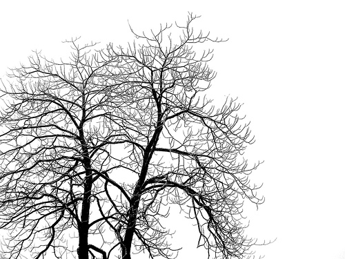 Winter Tree by vinduhl Photo courtesy of Vinduhl